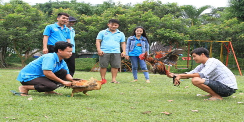 Các giải đấu gà được tổ chức tại Campuchia