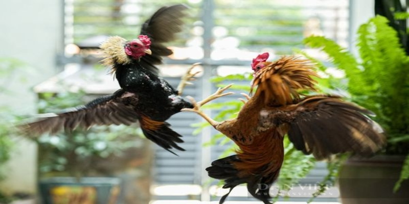 Những quy định về luật chơi chọi gà tại Campuchia